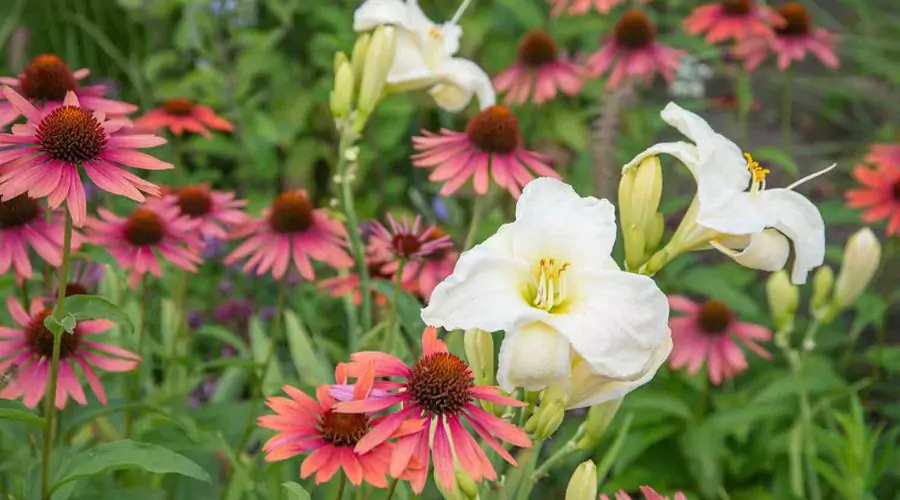 Bloeiende tuin